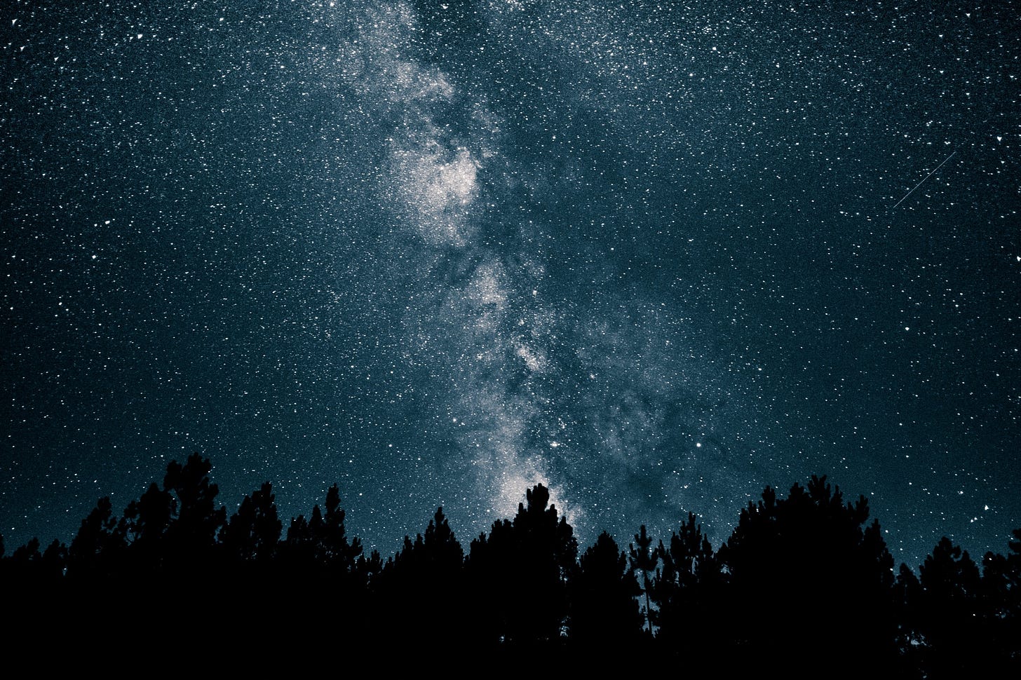 A stary sky seen over a row of trees.