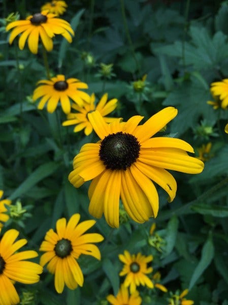 black-eyed susan black-eyed susan
