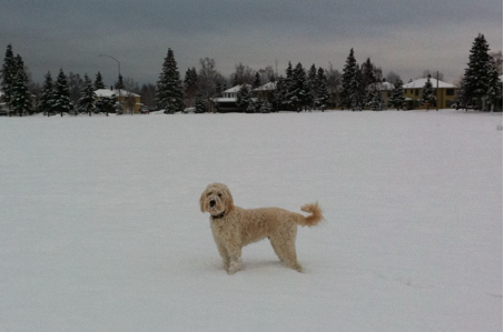 A dog standing in the snow
AI-generated content may be incorrect. A dog standing in the snow
AI-generated content may be incorrect.