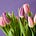 All About Flowers's avatar
