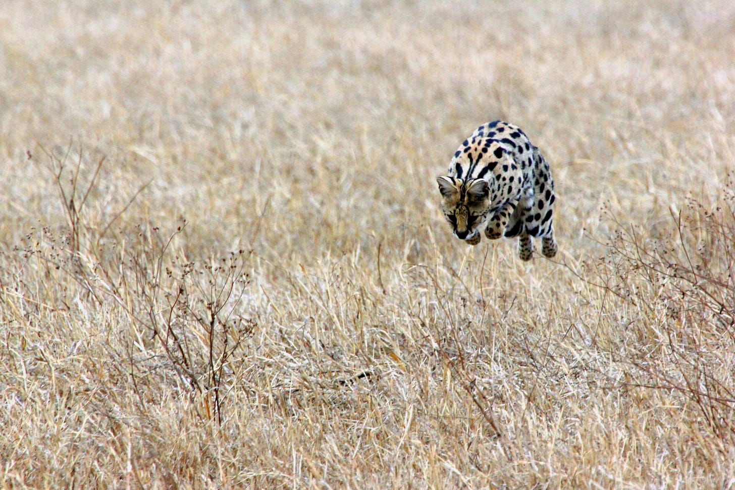 Jaguar pouncing on unseen prey in a yellow grassland. Jaguar pouncing on unseen prey in a yellow grassland.