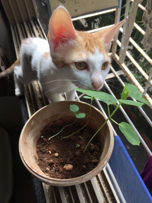 A cat sniffing a plant (could be gongura).