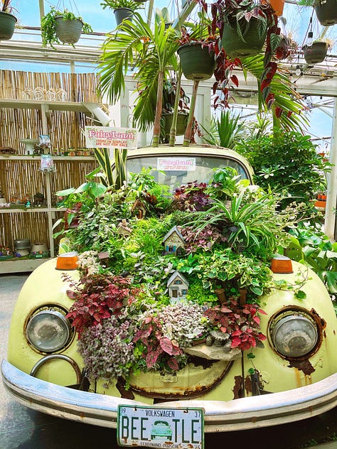 various plants discovered at my local plant nursery