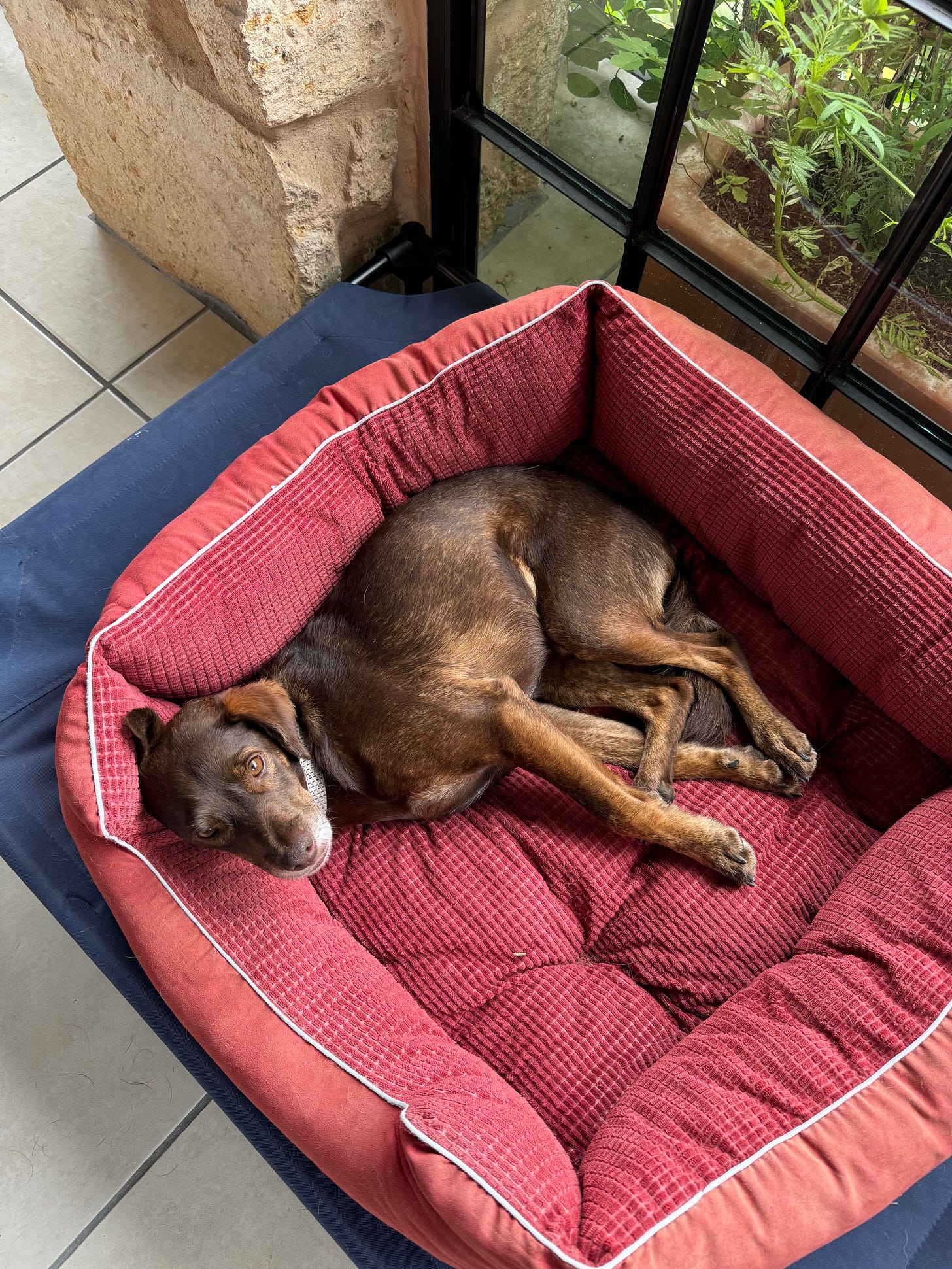 Our dog Loo reclines in his bed.