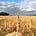 South West Grain Network's avatar