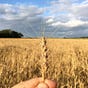 South West Grain Network's avatar