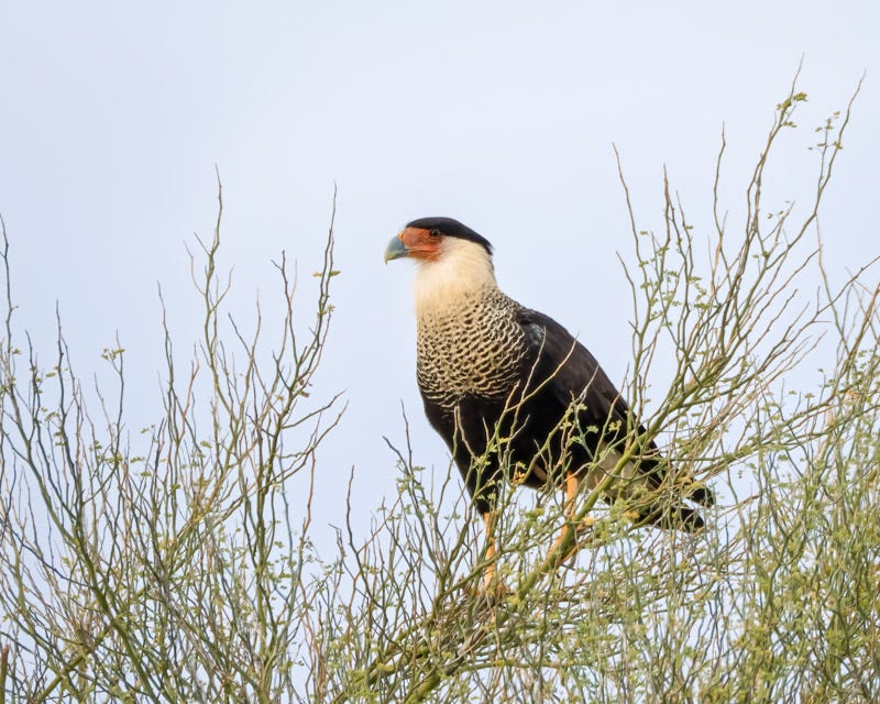 20260205-AvraValley-98-Edit.jpg 20260205-AvraValley-98-Edit.jpg