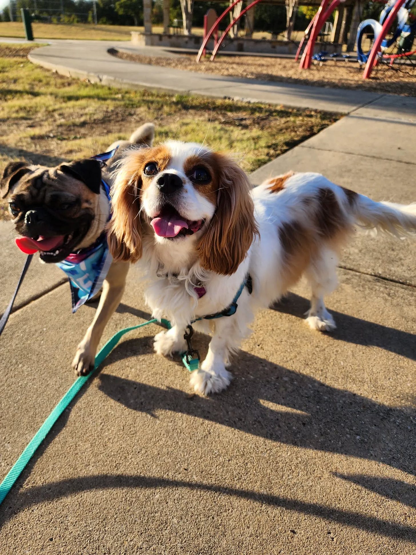 Photo by Ariel 🌟 on October 23, 2024. May be an image of cocker spaniel, Pekinese and park.