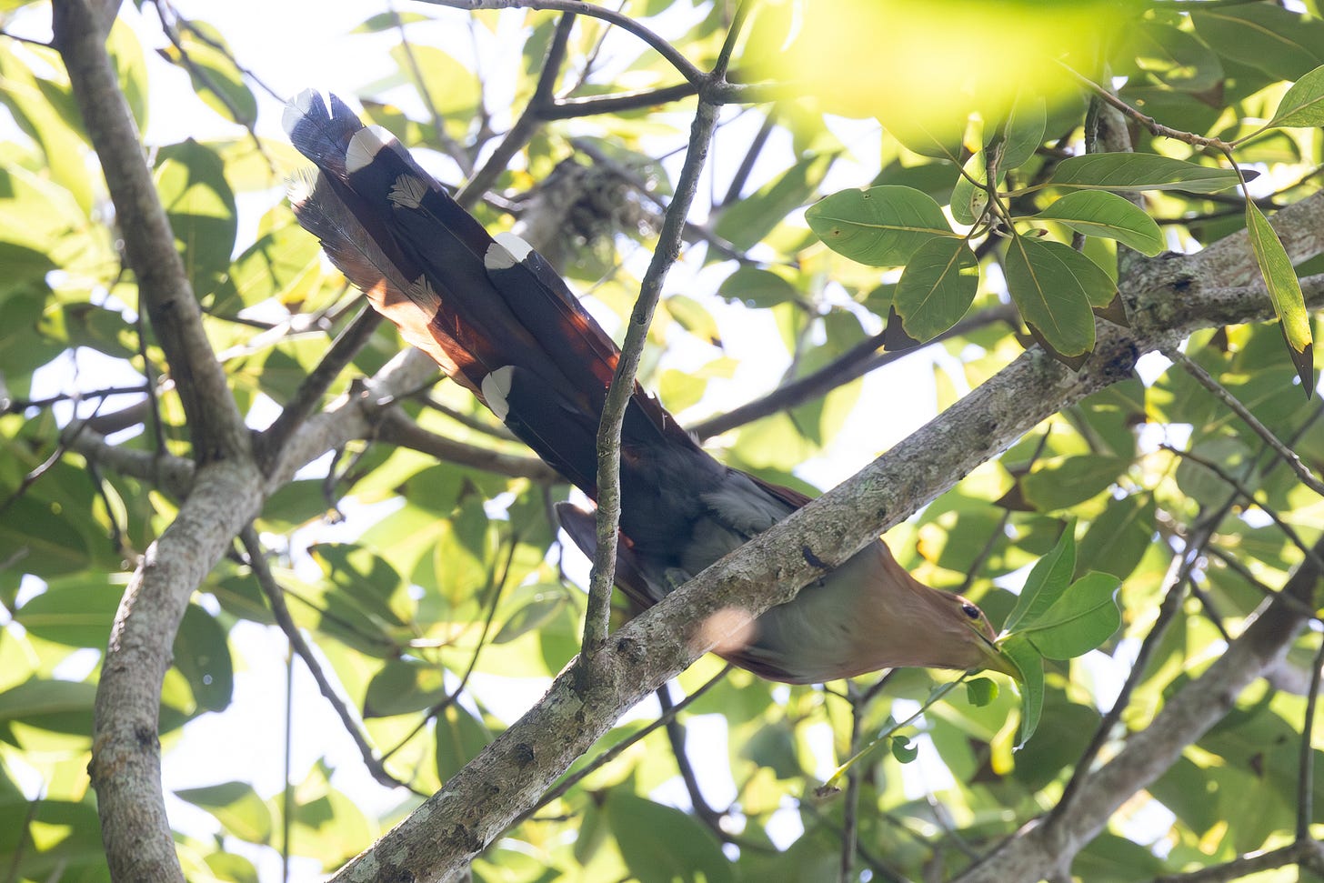 a gray-bellied, brown-backed bird seen from directly below, perched on a tree branch. it has a yellow beak holding a stick with leaves and a long tail, each tail feather tipped with white.