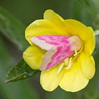 An Embrace of Petals