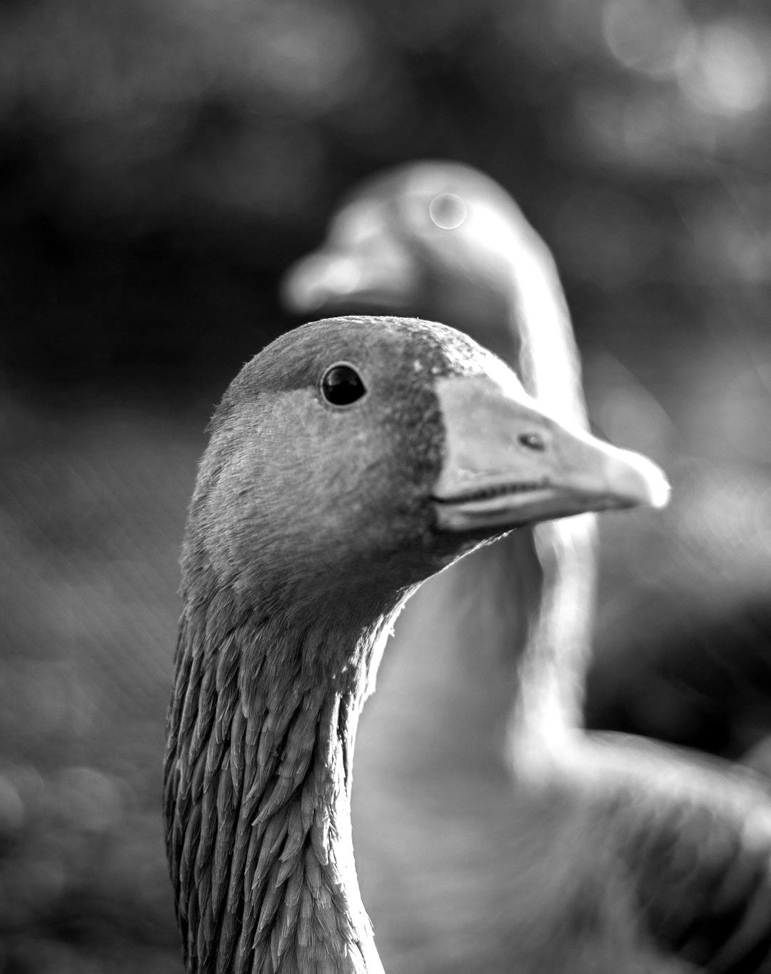 two geese during day