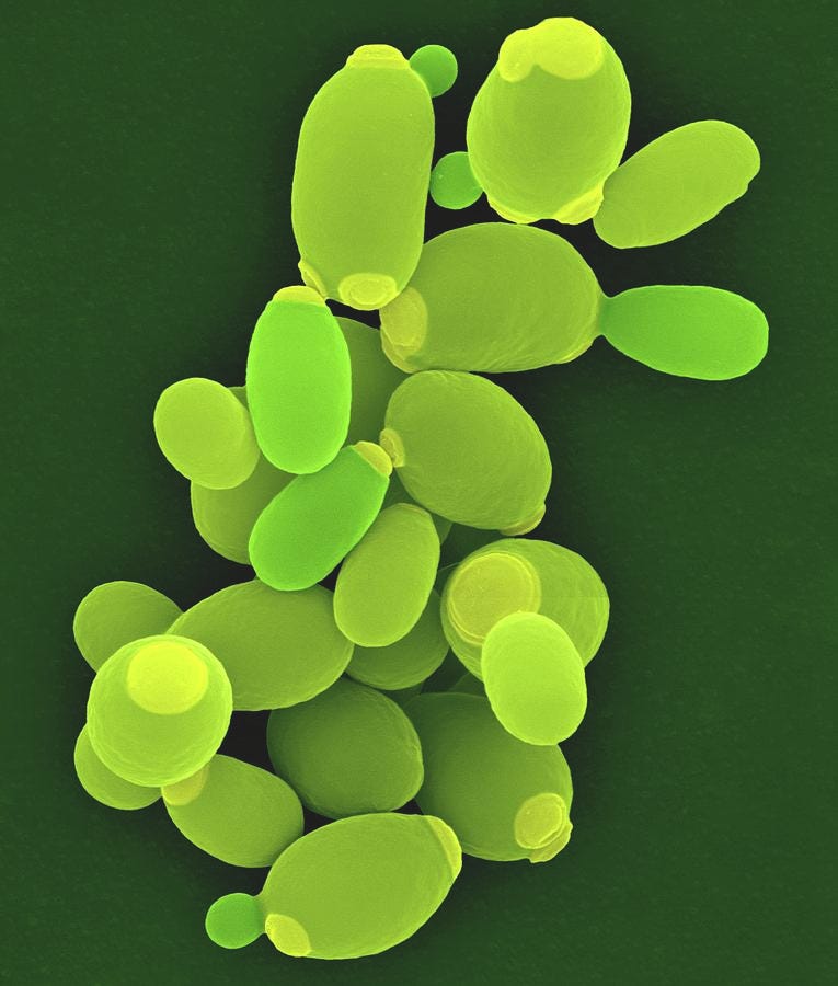 Candida Yeast (candida Parapsilosis) Photograph by Dennis Kunkel Microscopy/science  Photo Library - Fine Art America