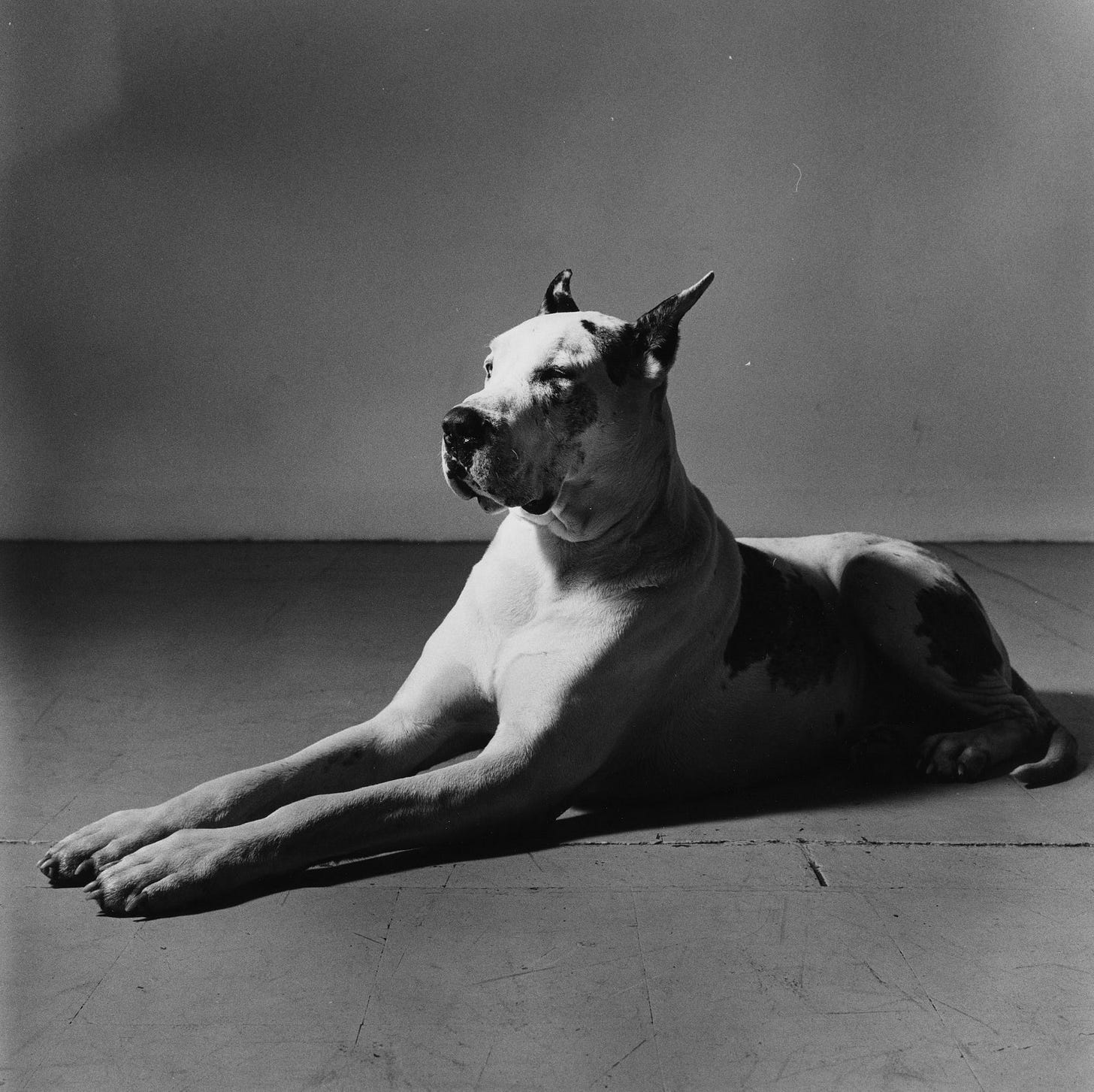 Image may contain Animal Dog Canine Mammal Pet Bulldog Pitbull and Boxer
