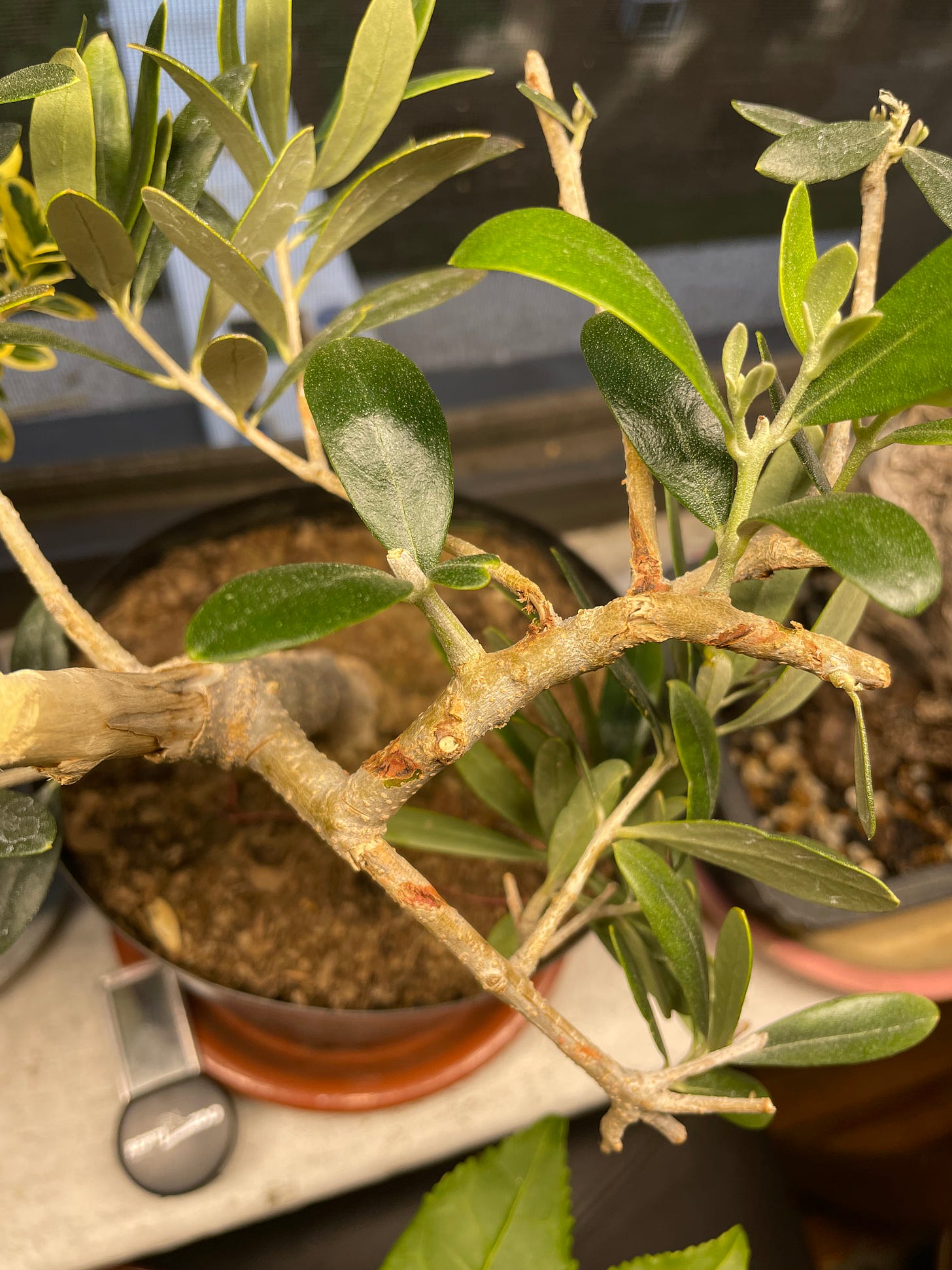 ID: Photo of olive pre bonsai branches showing rusty colored scars and damage from copper wire.