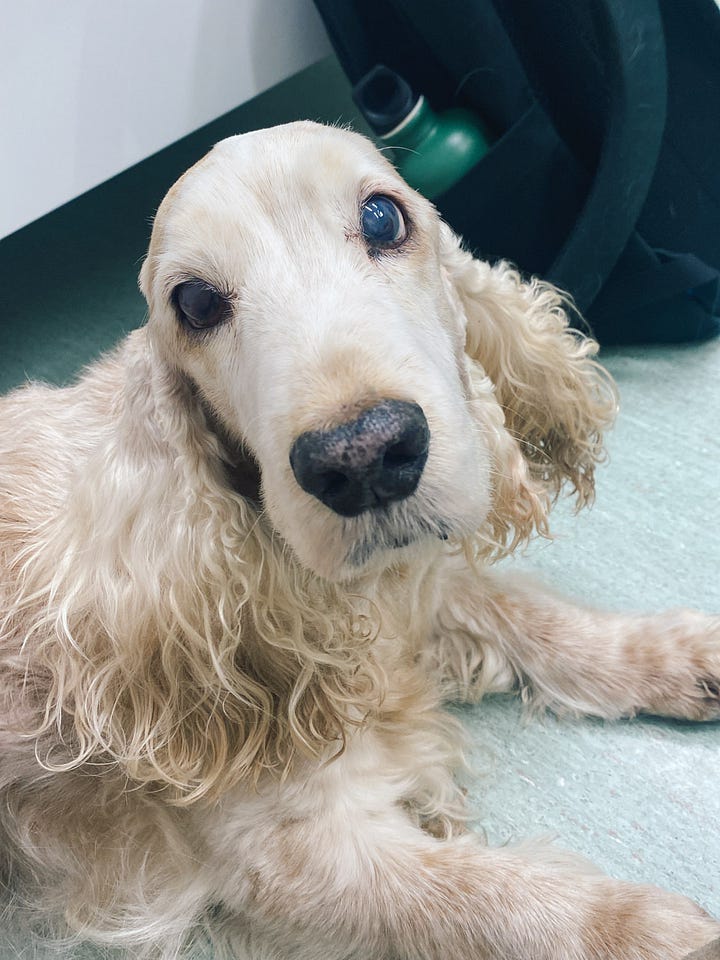 dog before euthanasia