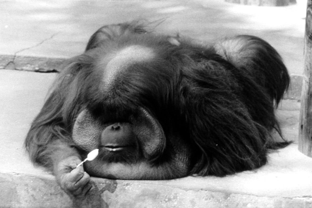 Pier 24 Garry Winogrand - "The Animals" - Pier 24