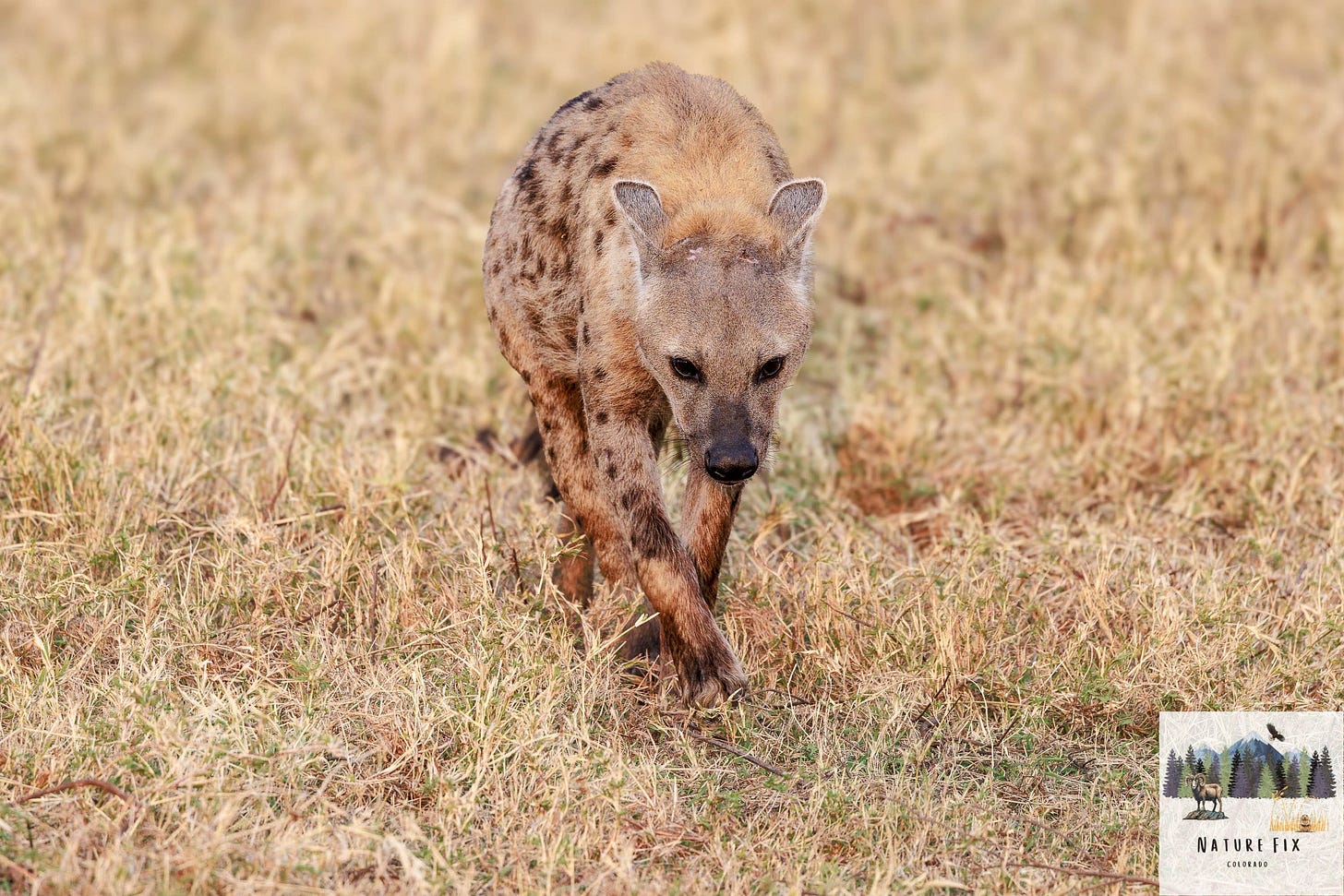 hyena in serengeti national park