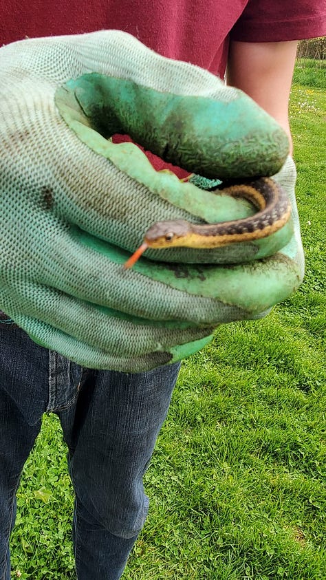 Snakes can be called beautiful instead of scary if we reframe the narrative to positive! Thank you for keeping them safe.