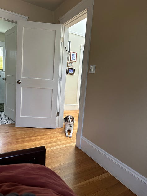 Bailey the dog wants to eat breakfast