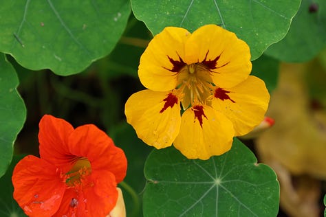 nasturtium flowers
