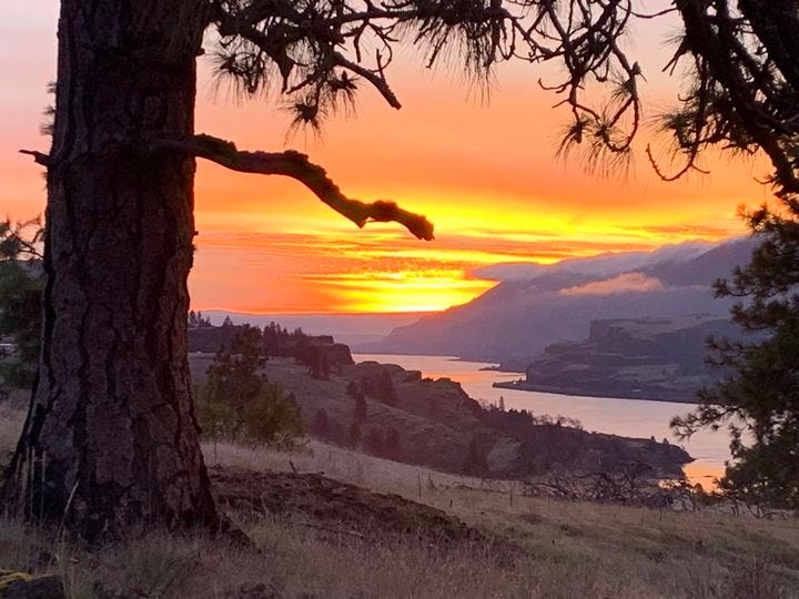 May be an image of nature and twilight