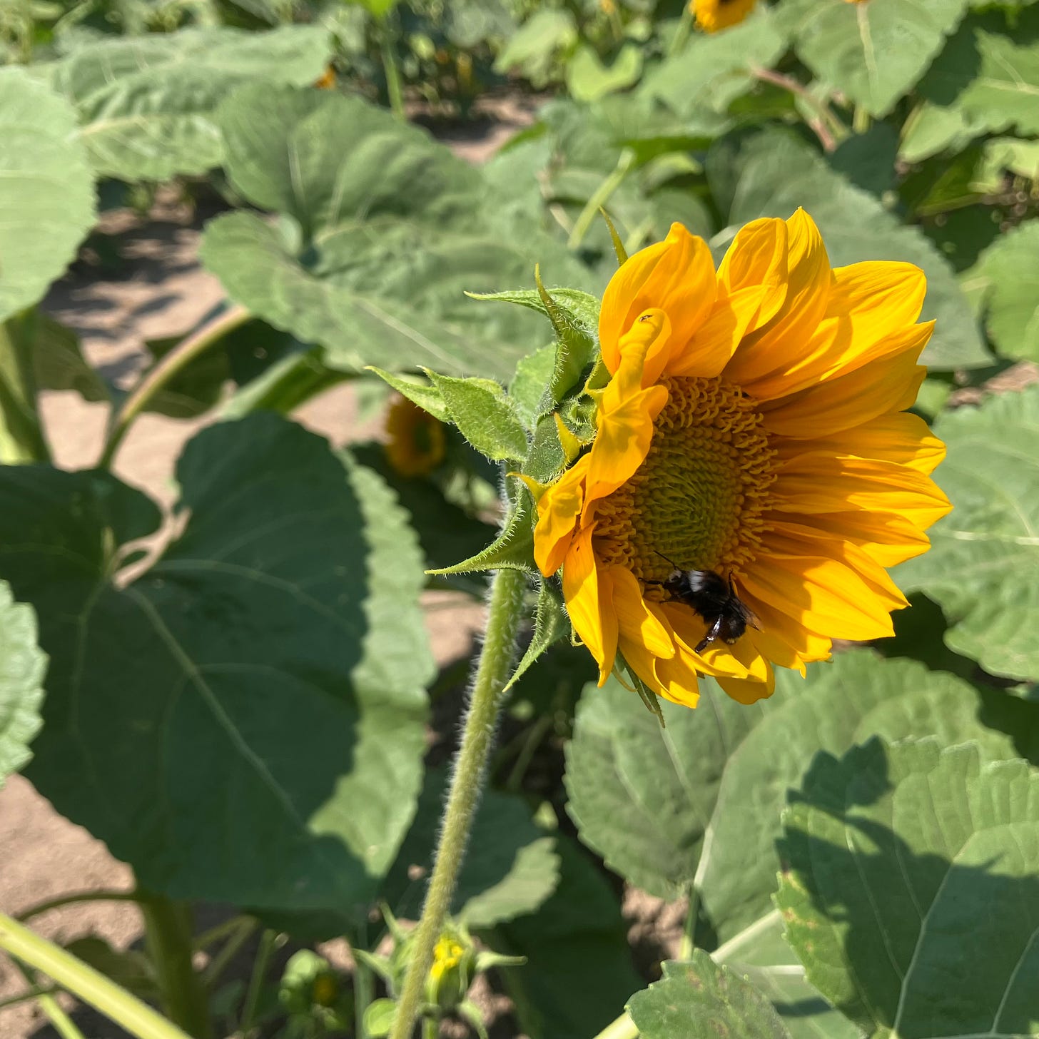 Bee on a sunflower