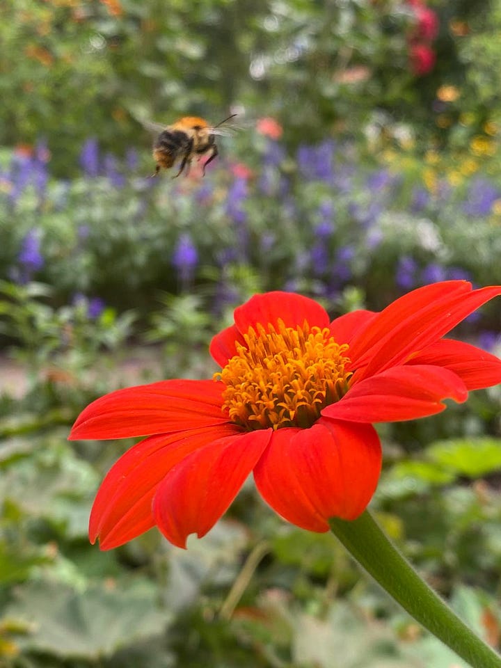Two flowers with bees hovering near them