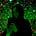 Sabina Carrano's avatar