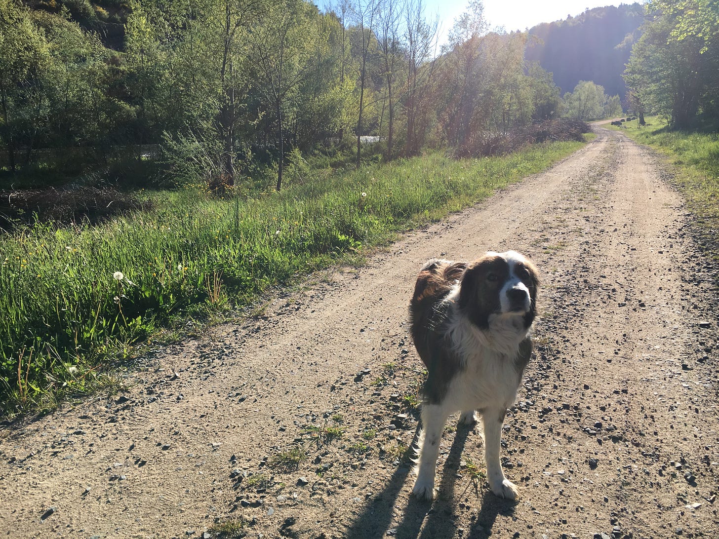 Another brown and white mountain dog stands on another trail, looking at the camera.