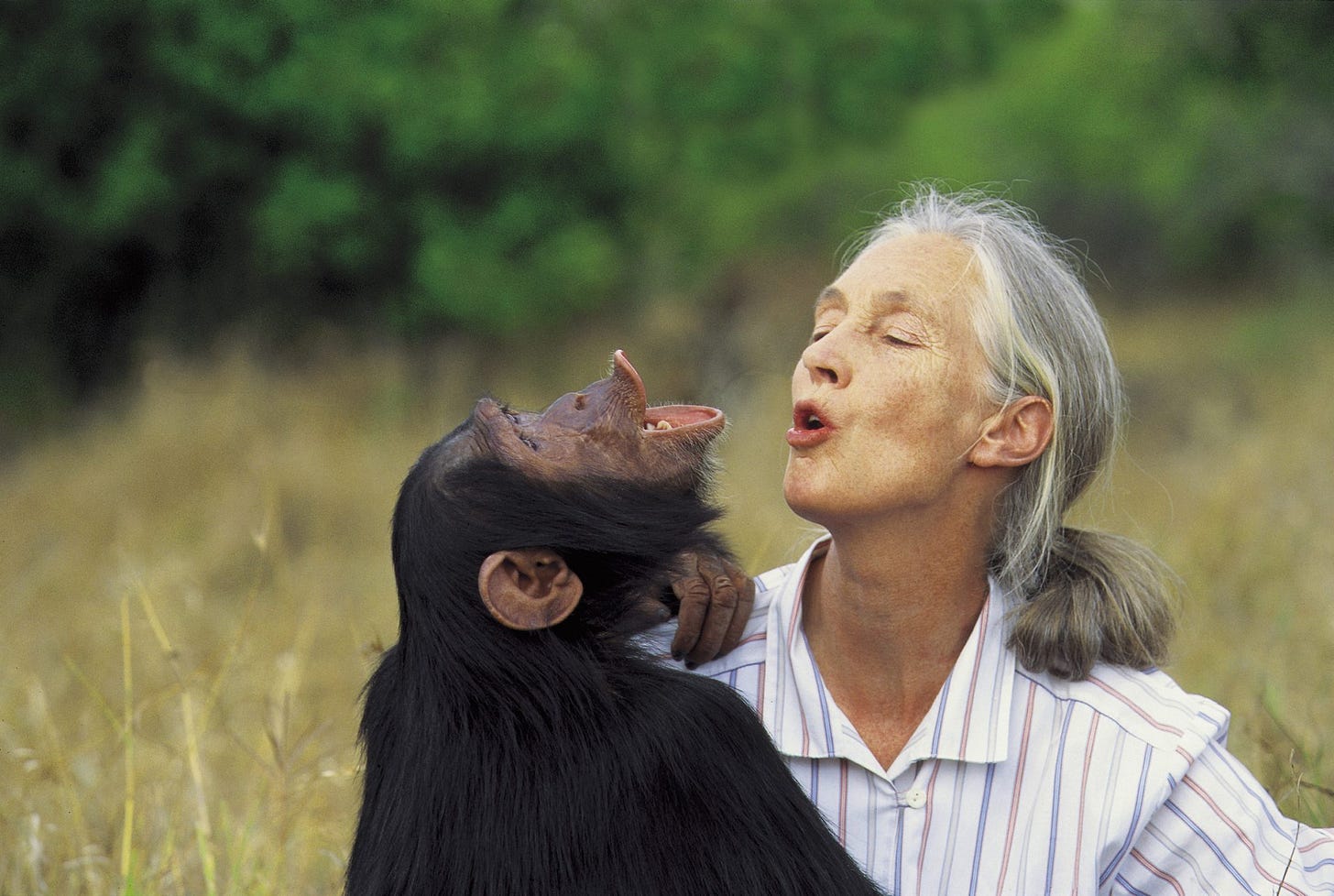 A Giant Departs, a Vision Remains: Why Jane Goodall's Work Changes Everything A Giant Departs, a Vision Remains: Why Jane Goodall's Work Changes Everything