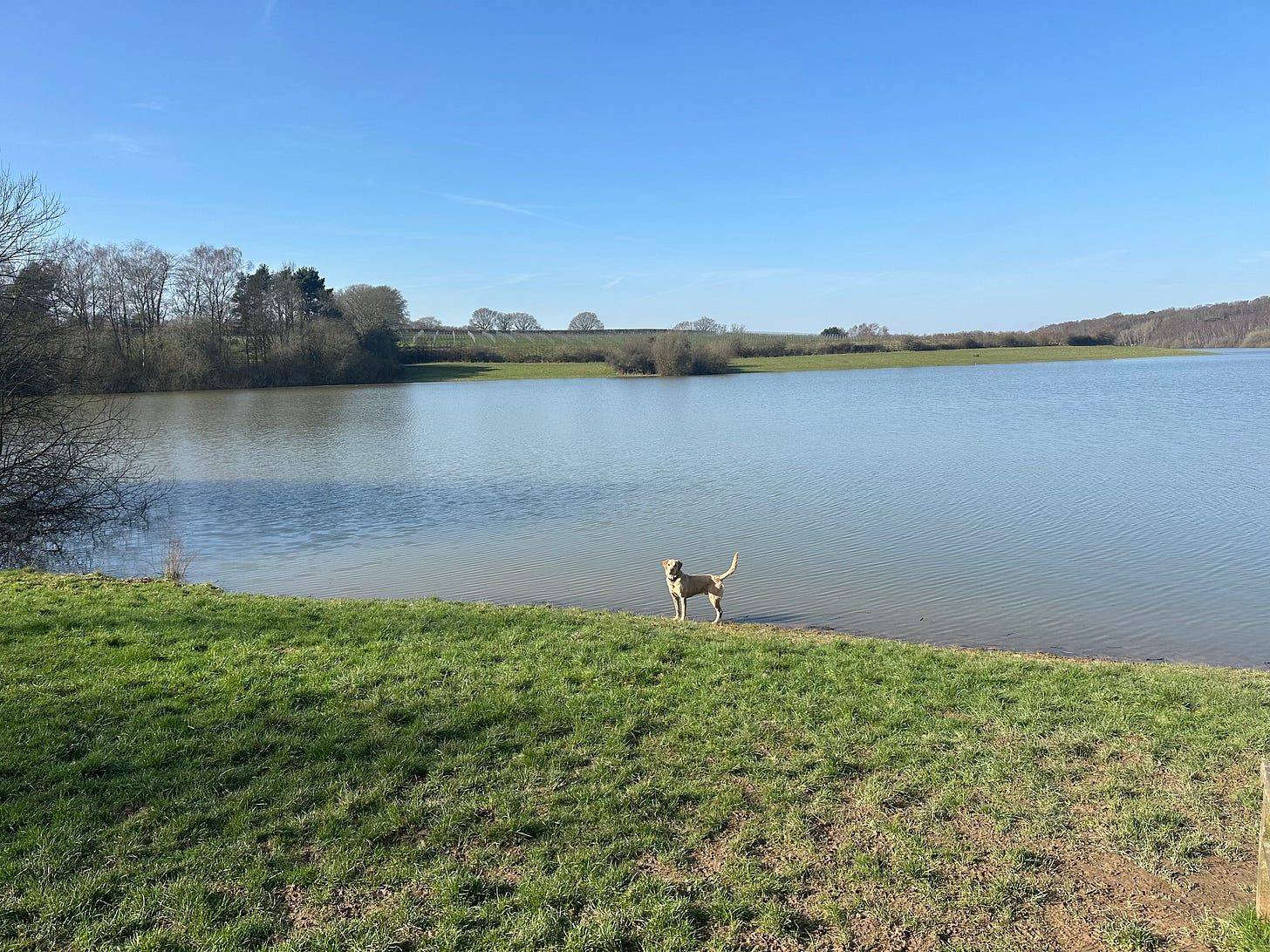 a yellow Labrador by a blue lake