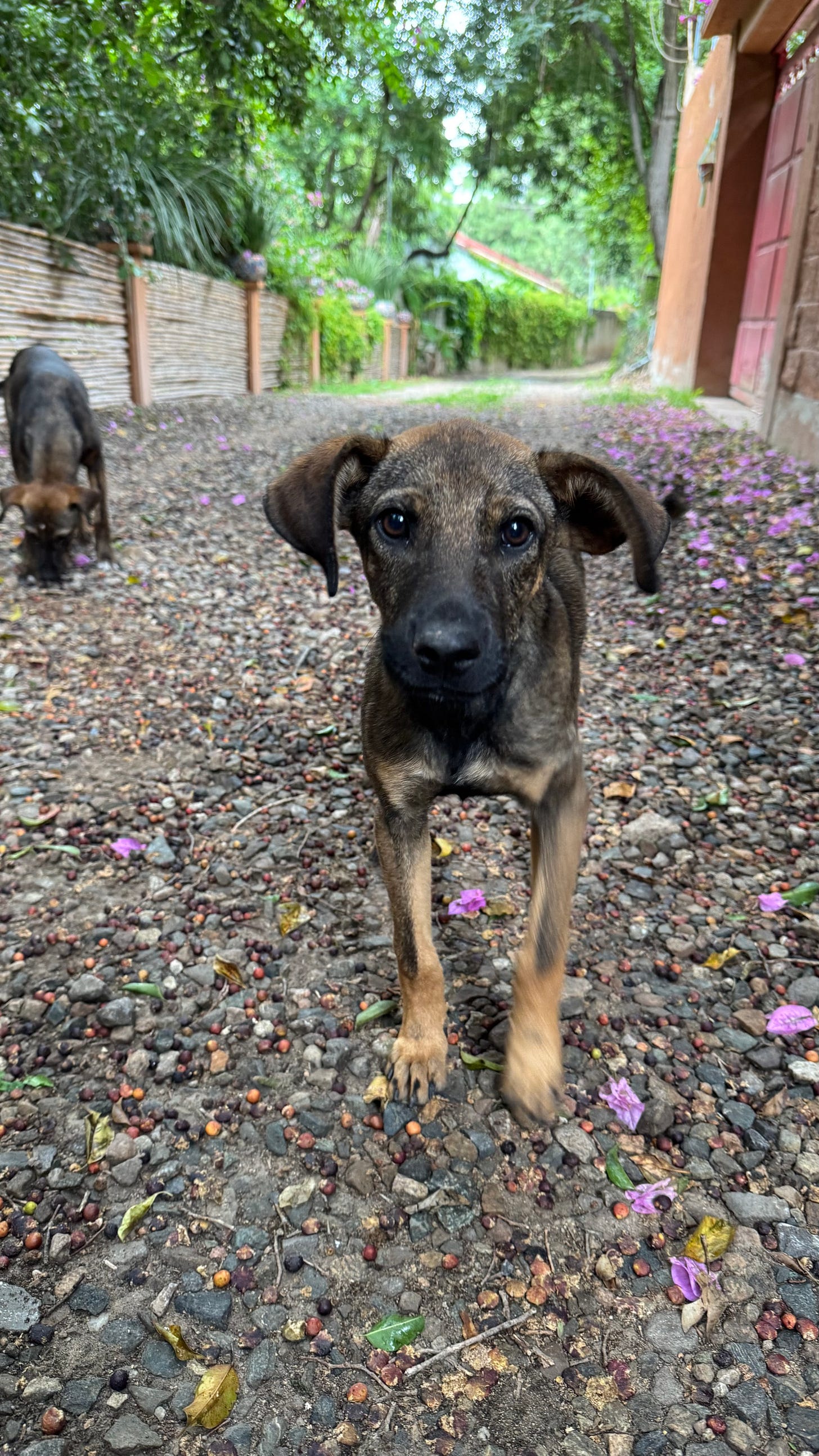 A puppy with large eyes on a dirt road.