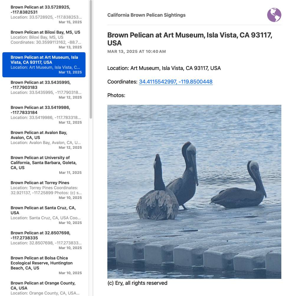 Screenshot of a Brown Pelican sighting Atom feed in NetNewsWire showing a list of entries on the left sidebar and detailed view of "Brown Pelican at Art Museum, Isla Vista, CA 93117, USA" on the right with date "MAR 13, 2025 AT 10:40 AM", coordinates "34.4115542997, -119.8500448", and a photo of three brown pelicans in water near a dock with copyright text "(c) Ery, all rights reserved"