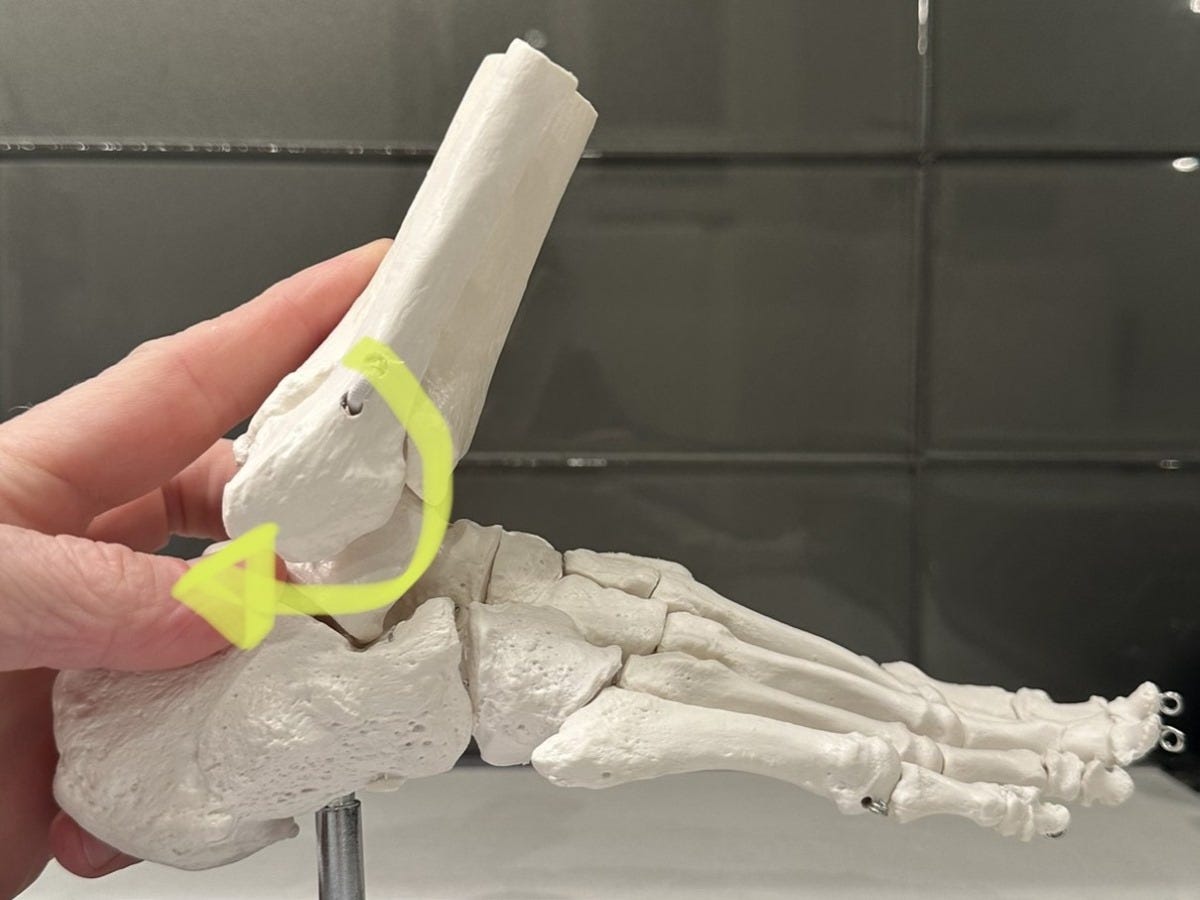 Ankle - dorsiflexion