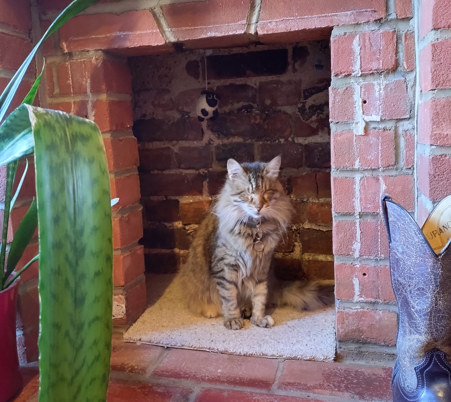 Milly sitting up on a small piece of carpet we've put down in our empty fireplace.