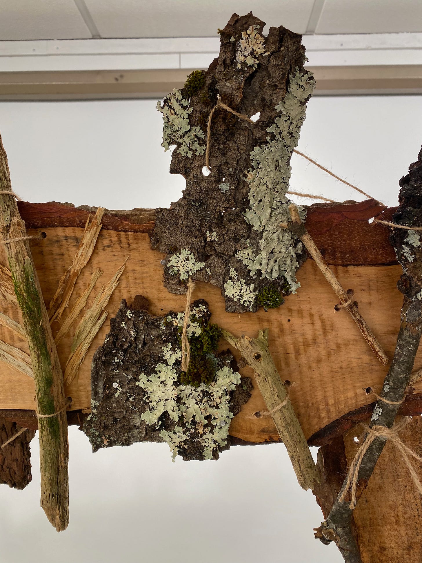 Various pieces of lichen-covered bark, sticks, and twigs, of different shapes, colors, and textures, affixed with twine to a horizontal hemlock board.
