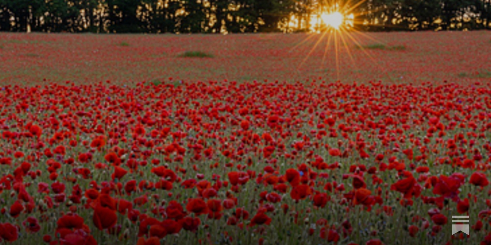 In Flanders' Fields: Writing Latin verse, image size:1600x800