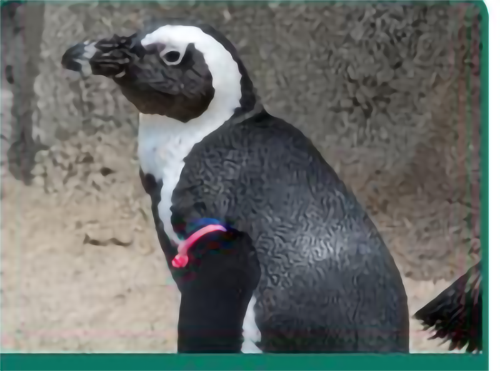 Aiden the penguin diva Aiden the penguin diva