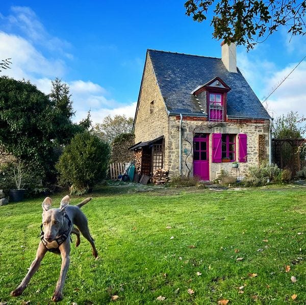 Een hond springt blij door de tuin bij het tinyhouse met de roze luiken in Frankrijk.