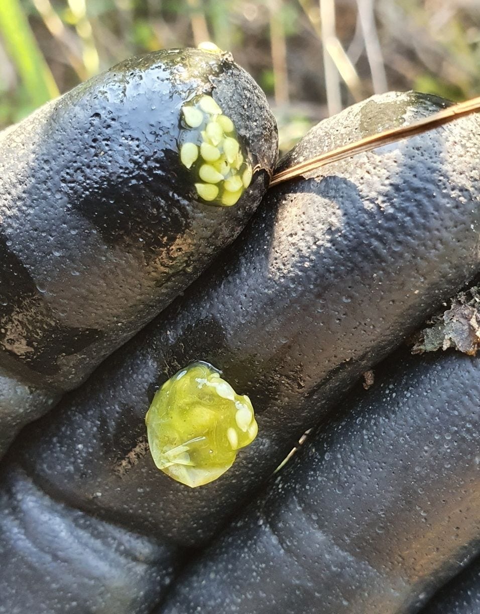 Solanum opacum [fruit - ATLAS - G. Steenbeeke, 2020].jpeg