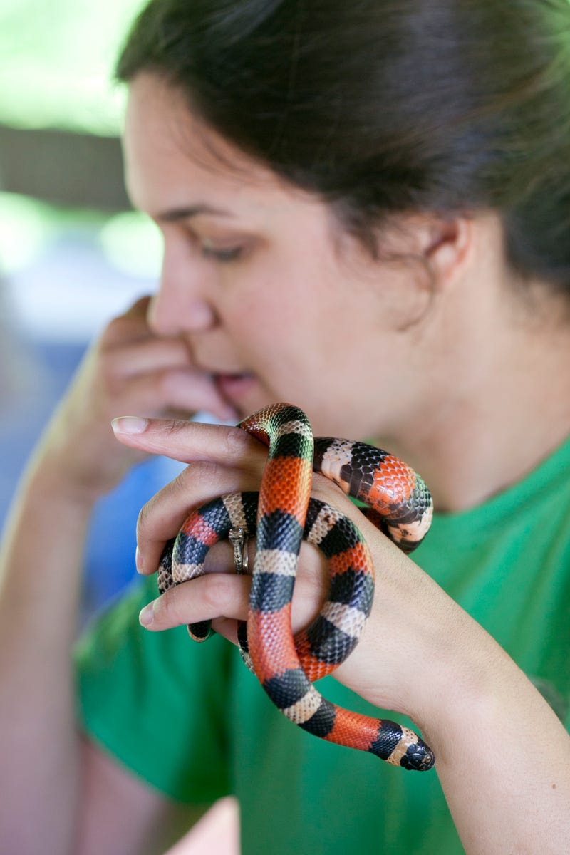 https://theherpproject.uncg.edu/wp-content/uploads/2013/08/PIC13532SOEHerpetology007_1.jpg