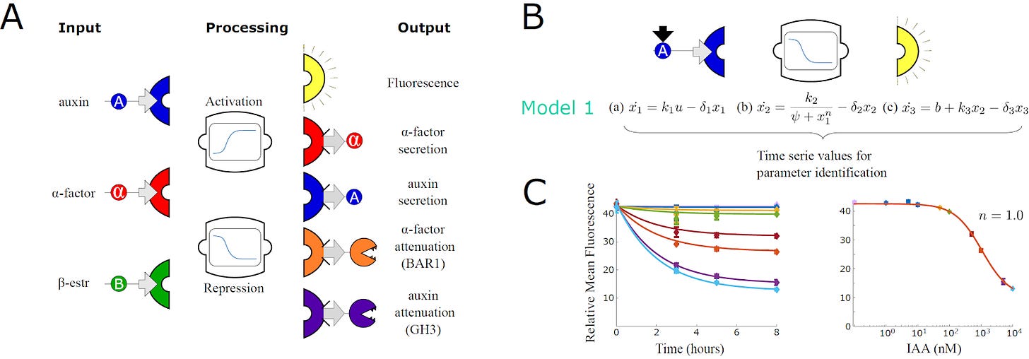 A) Modular construction of a library of yeast strains. B) Example of one strain and the modular structure of the mathematical model. C) Fit of the general model to the temporal and equilibrium response of the strain in B). A) Modular construction of a library of yeast strains. B) Example of one strain and the modular structure of the mathematical model. C) Fit of the general model to the temporal and equilibrium response of the strain in B).