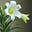 Flowers & Stories's avatar