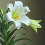 Flowers & Stories's avatar