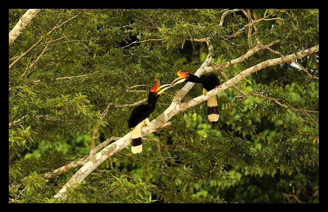 Rhinoceros hornbills eating ripe figs
