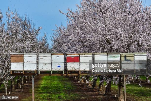 California Almond Blossom Photos and Premium High Res Pictures - Getty ...