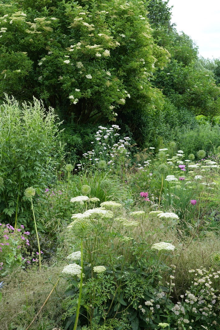 Valeriana officinalis | wild valerian Valeriana officinalis | wild valerian