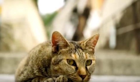 Cat_Street_View_2 Cat_Street_View_2
