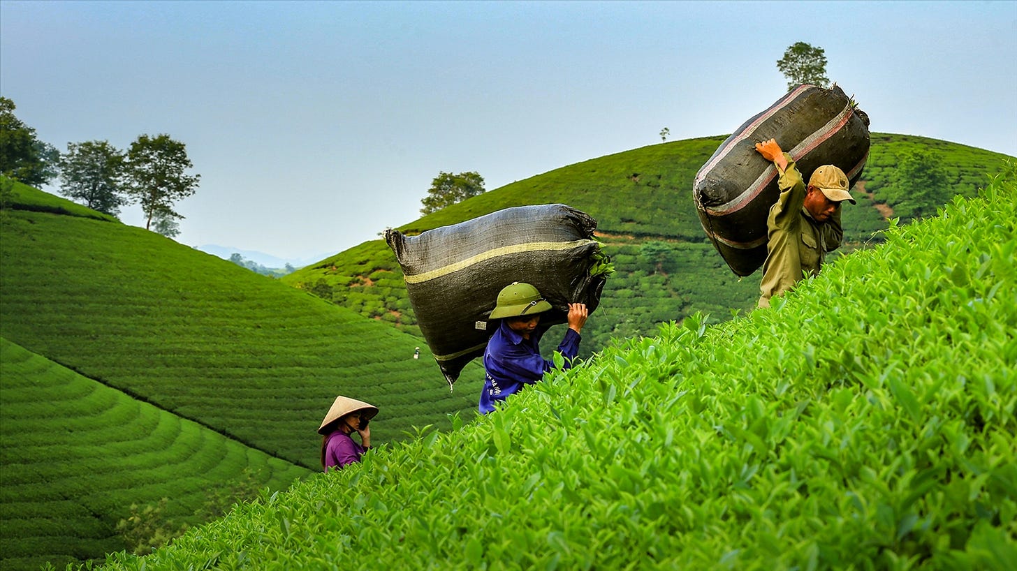 Đồi chè Long Cốc - Thiên đường săn mây | Báo Dân tộc và Phát triển