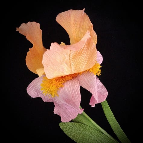 Image one: bearded Iris made from heavy weight crepe paper in shades of pink and orange. Image 2: two paper Iris one in shades of red and cream one in more used tones of cream and mink. image 3, the final Iris, made of a lighter weight crepe paper which has allowed the artist to create a heavily ruffled version of this flower, dramatic against a dark background.